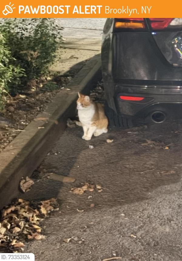 Found/Stray Unknown Cat last seen Corner of Broadway and Cornelia, near fenced off area, Brooklyn, NY 11221