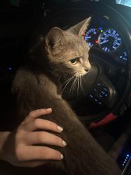 Found/Stray Female Cat last seen Women’s and children’s hosp, Charleston, WV 25302