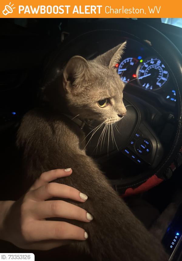 Found/Stray Female Cat last seen Women’s and children’s hosp, Charleston, WV 25302