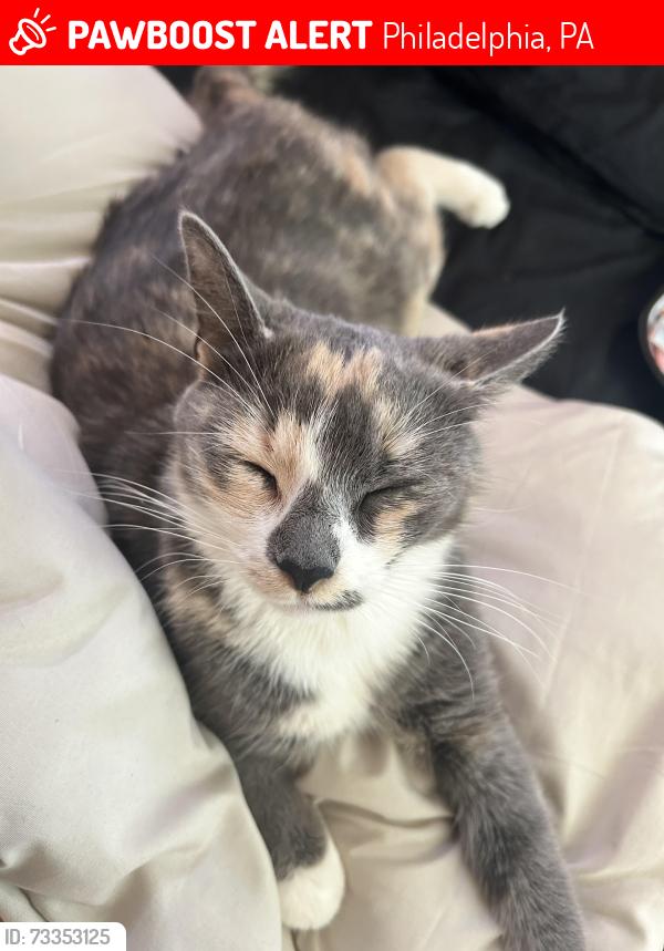 Lost Female Cat last seen Near fillmore st, Philadelphia, PA 19124