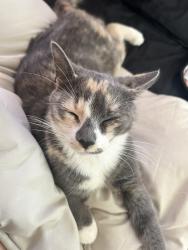 Lost Female Cat last seen Near fillmore st, Philadelphia, PA 19124