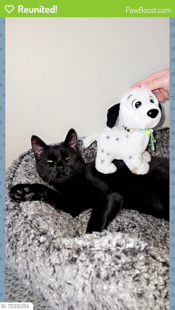 Reunited Female Cat last seen Catholic Church, DuBois, PA 15801