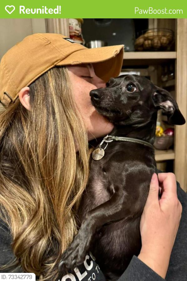 Reunited Female Dog last seen 56th and Lewis, Tulsa, OK 74130