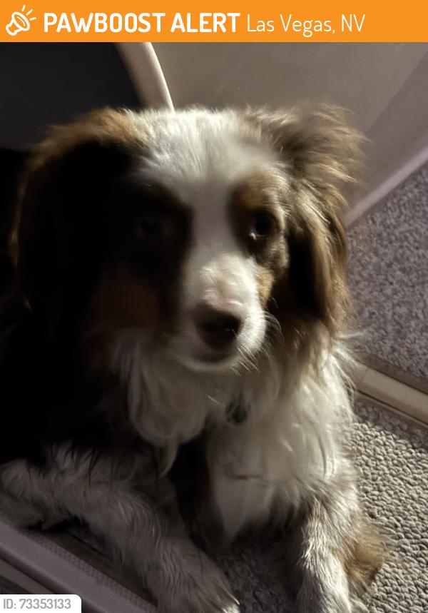 Found/Stray Female Dog last seen Rainbow and Windmill, Las Vegas, NV 89139