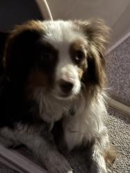 Found/Stray Female Dog last seen Rainbow and Windmill, Las Vegas, NV 89139
