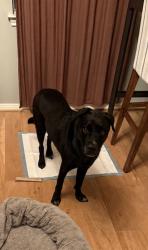 Reunited Male Dog last seen Van Buren St and W Dallas St (near Katami), Houston, TX 77019