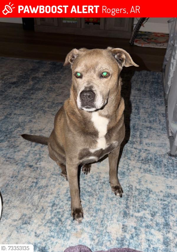 Lost Female Dog last seen Laurel Ave and Concord St, Rogers, AR 72758