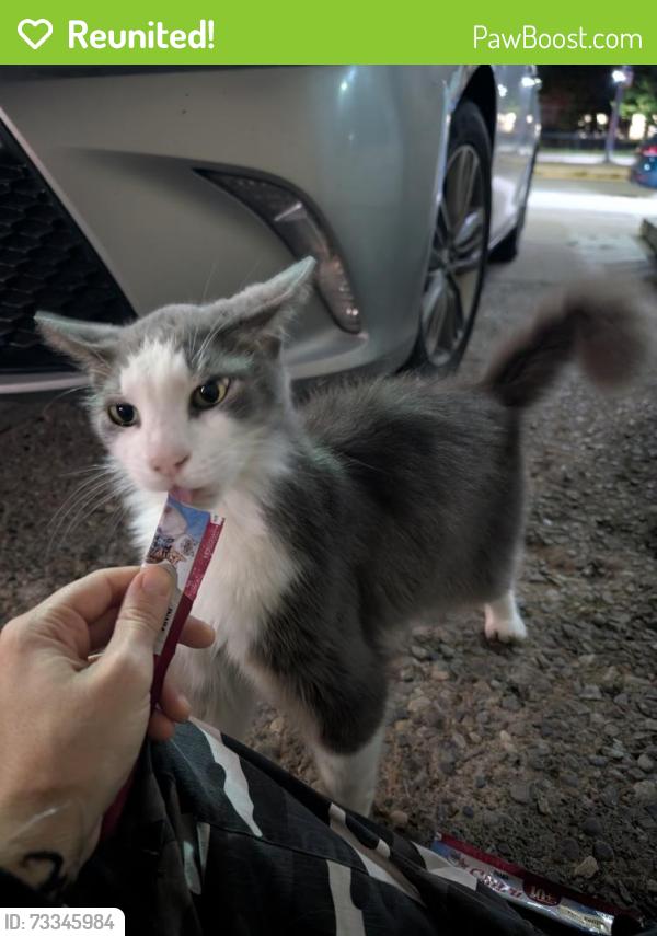 Reunited Unknown Cat last seen Oakwood and St Clair W, Toronto, ON 