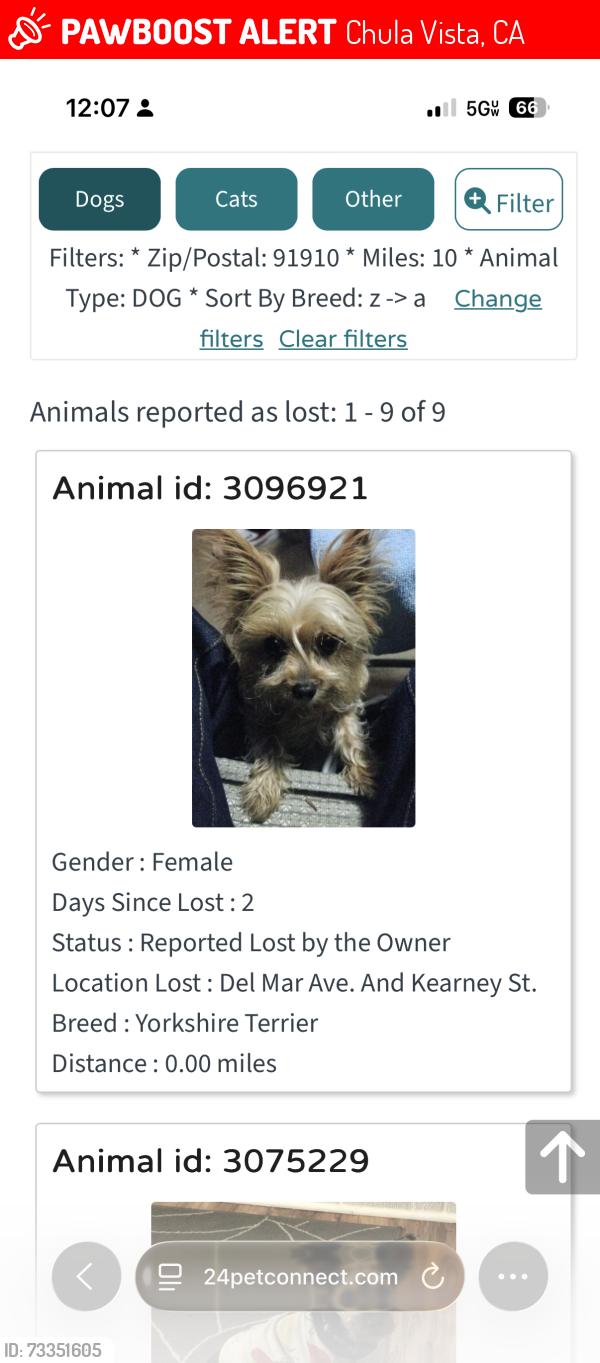 Lost Female Dog last seen Del Mar & Kearney St. Chula Vista, Chula Vista, CA 91910