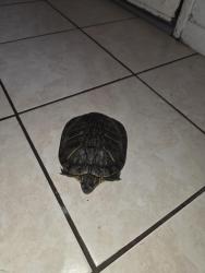Found/Stray Unknown Other last seen Los angeles st y merced, Baldwin Park, CA 91706
