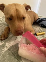 Lost Male Dog last seen hse, Riverstone, NSW 2765