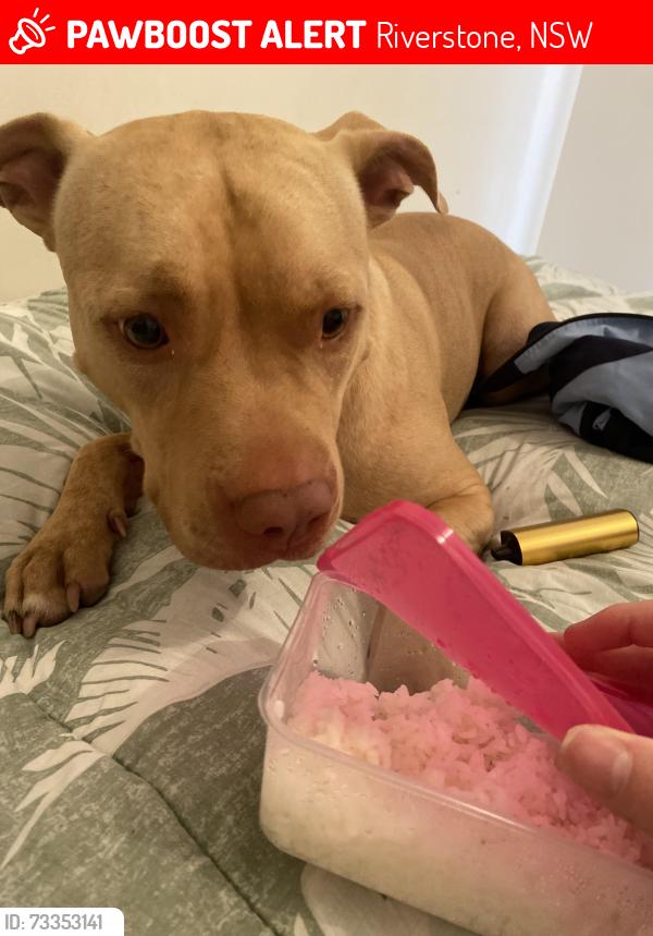 Lost Male Dog last seen hse, Riverstone, NSW 2765