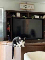 Reunited Male Cat last seen Honeycutt and Costa Del Sol Blvd, Maricopa, AZ 85138