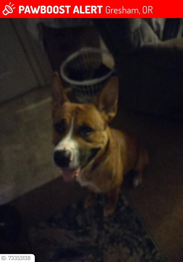 Lost Male Dog last seen 162nd & Glisan, Gresham, OR 97230