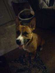 Lost Male Dog last seen 162nd & Glisan, Gresham, OR 97230
