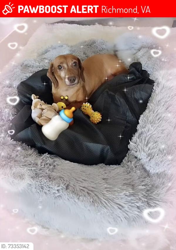 Lost Female Dog last seen Hopkins, Richmond, VA 23234