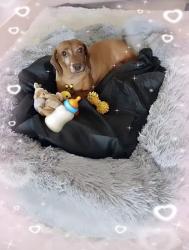 Lost Female Dog last seen Hopkins, Richmond, VA 23234