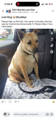 Lost Female Dog last seen FM 802 Brownsville, TX 78526, Brownsville, TX 78526