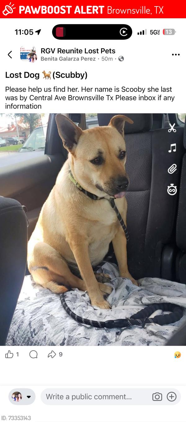 Lost Female Dog last seen FM 802 Brownsville, TX 78526, Brownsville, TX 78526