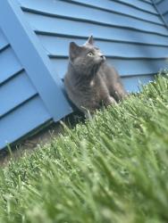 Lost Male Cat last seen queen ave s, Minneapolis, MN 55410