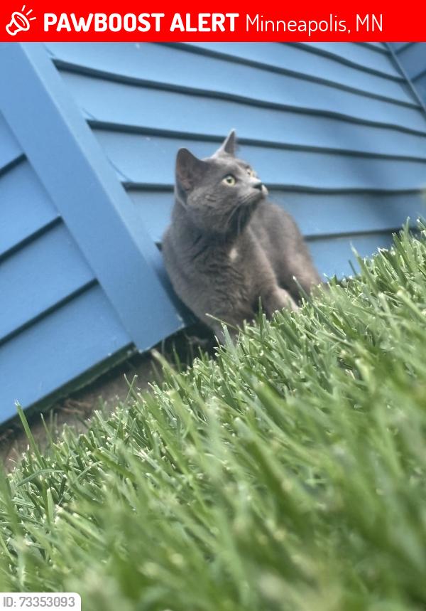 Lost Male Cat last seen queen ave s, Minneapolis, MN 55410
