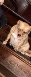Reunited Female Dog last seen Connecticut Ave/deacon St/Bunnell St/ Central Ave Bridgeport CT, Bridgeport, CT 06607