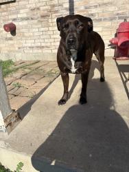 Reunited Female Dog last seen Near Whistle Stop Dr, Temple, TX 76502, USA, Temple, TX 76502