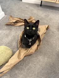 Lost Female Cat last seen Rosedale Ave and St. Matthew, Columbus, OH 43204
