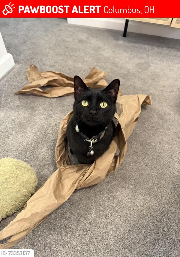 Lost Female Cat last seen Rosedale Ave and St. Matthew, Columbus, OH 43204