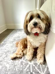 Reunited Male Dog last seen Little pond rd, Southampton, NY 11968