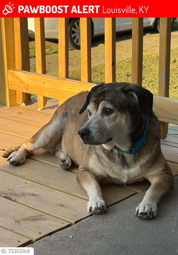 Lost Female Dog last seen 5th and Denmark, Louisville, KY 40215