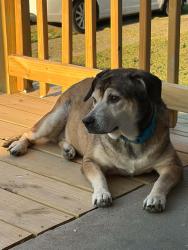Lost Female Dog last seen 5th and Denmark, Louisville, KY 40215