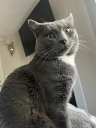 Lost Male Cat last seen Quebec, Denver, CO 80231