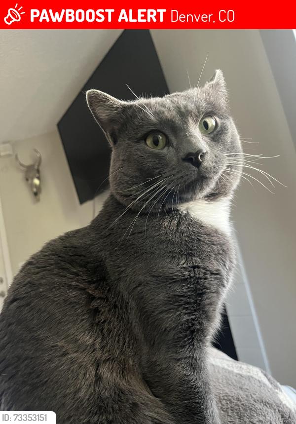 Lost Male Cat last seen Quebec, Denver, CO 80231