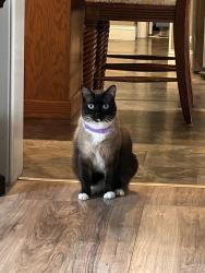 Lost Male Cat last seen Lords Mill Road and Old Turnpike Road, Epsom NH, Epsom, NH 03234