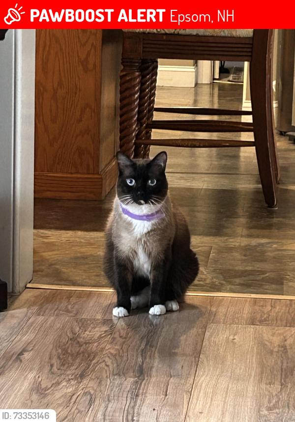 Lost Male Cat last seen Lords Mill Road and Old Turnpike Road, Epsom NH, Epsom, NH 03234