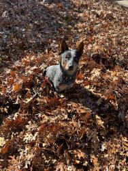 Reunited Male Dog last seen Cedar ridge Park road, Temple, TX 76502