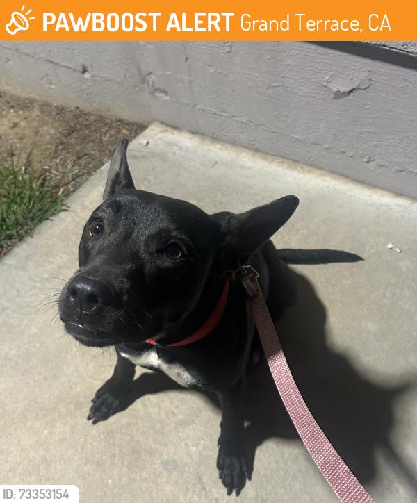 Found/Stray Female Dog last seen Found, Saturday, In The Highlands apmts on Mount Vernon In Grand Terrace, Grand Terrace, CA 92313