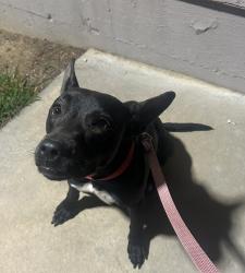 Found/Stray Female Dog last seen Found, Saturday, In The Highlands apmts on Mount Vernon In Grand Terrace, Grand Terrace, CA 92313