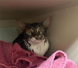 Shelter Stray Unknown Cat last seen Near BLOCK W BAYAUD AVE, DENVER CO 80223, 1241 W Bayaud Ave, Denver, CO 80223, USA