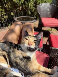Reunited Female Cat last seen Willow St and Sedgwick on Willow, Chicago, IL 60614