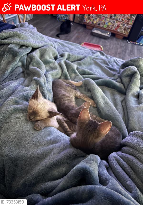 Lost Male Cat last seen Queen st, York, PA 17403