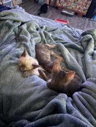 Lost Male Cat last seen Queen st, York, PA 17403