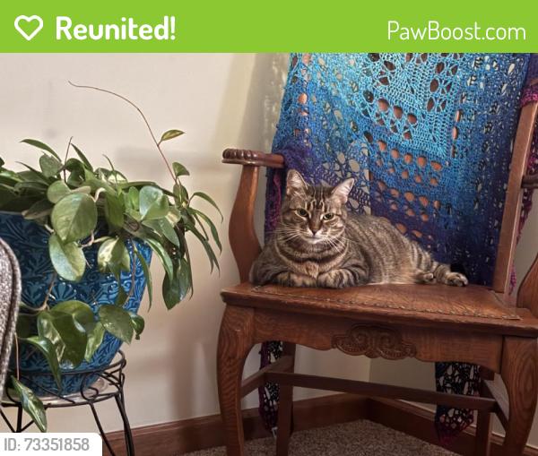 Reunited Female Cat last seen Buttonwood Ct, Gahanna, OH 43230, USA, Gahanna, OH 43230