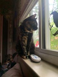 Reunited Female Cat last seen Bison and Pawnee Westland, MI, Westland, MI 48185