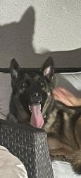 Found/Stray Male Dog last seen Osage st, Spring Valley, CA 92114