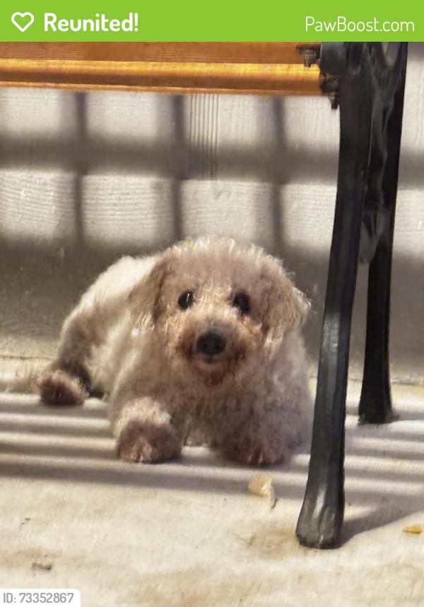 Reunited Female Dog last seen Oak Harbour Dr, Altamonte Springs, FL 32701, USA, Altamonte Springs, FL 32701