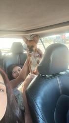 Lost Female Dog last seen Parkway road, Parkway West, TX 77449