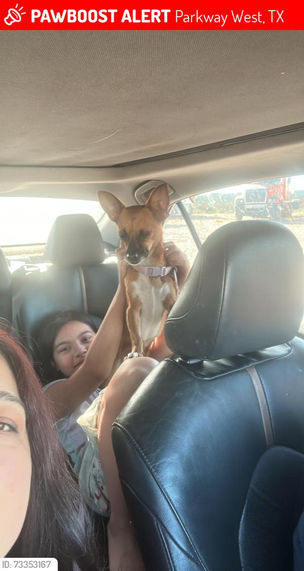 Lost Female Dog last seen Parkway road, Parkway West, TX 77449