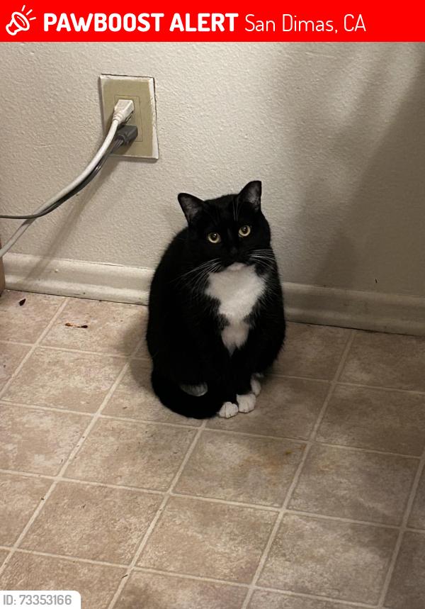Lost Female Cat last seen South Eucla Ave, San Dimas, 91773, San Dimas, CA 91773